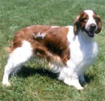 Spaniel+dog+breeds+pictures