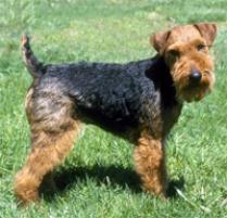 Welsh Terrier Dog Breed