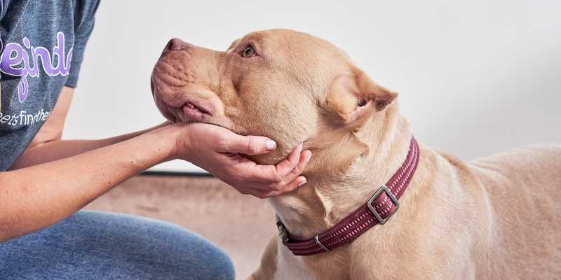 A dog looks up lovingly at a human while their head is being cradled in the person's hands