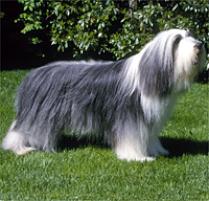 Bearded Collie Dog Breed