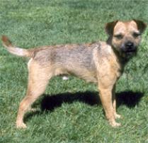 Border Terrier Dog Breed