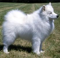 Adopt a Samoyed | Dog Breeds | Petfinder