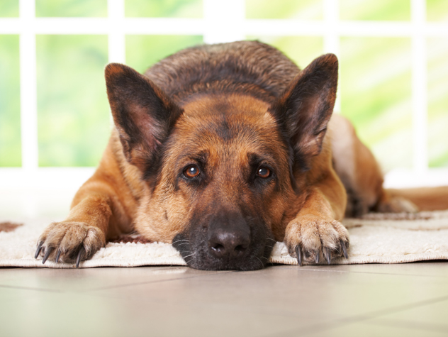 Leaving Your Dog Home Alone While at Work: A Guilt-Free Guide