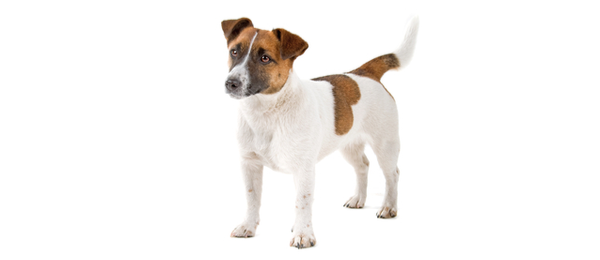 krijgen aanpassen Donker worden Jack Russell Terrier Dog Breed Info | Petfinder