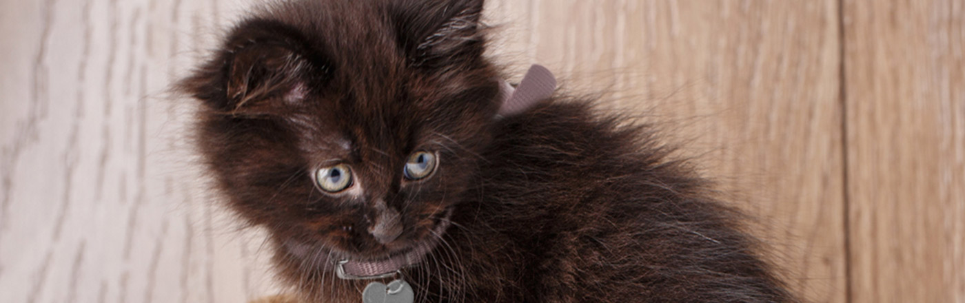 black american shorthair kitten