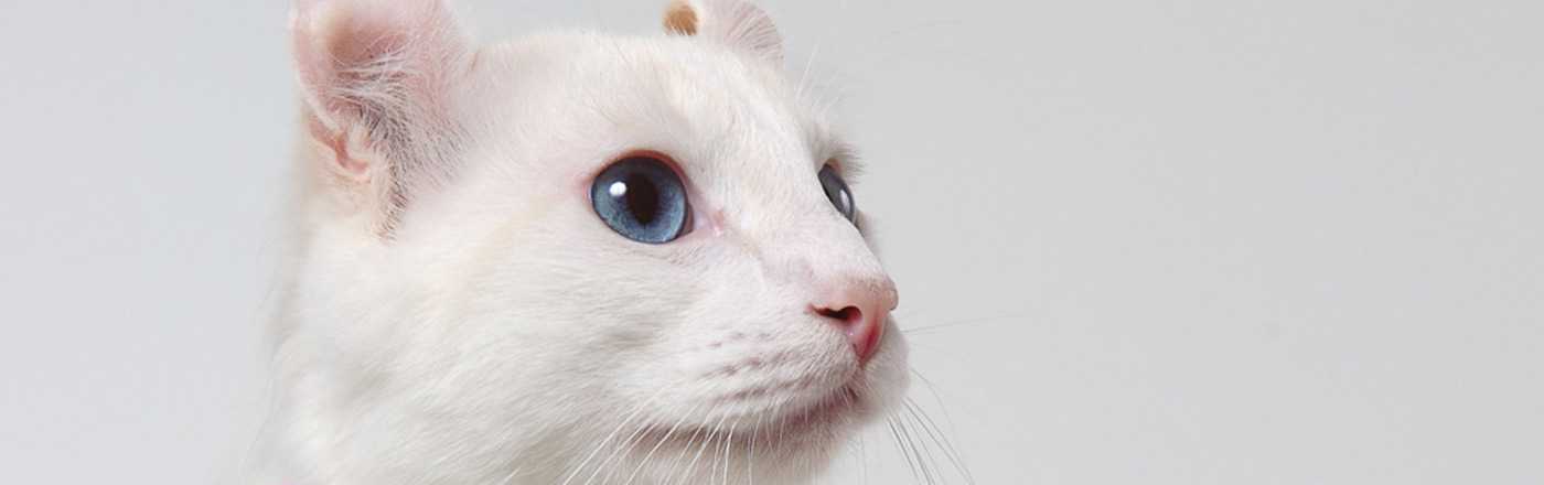 White Cat Breeds | Petfinder