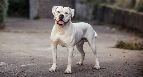American Bully Small sizes  Bully breeds dogs, Bully dog, American bully