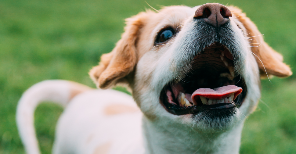 Can Dogs Eat Pears Petfinder