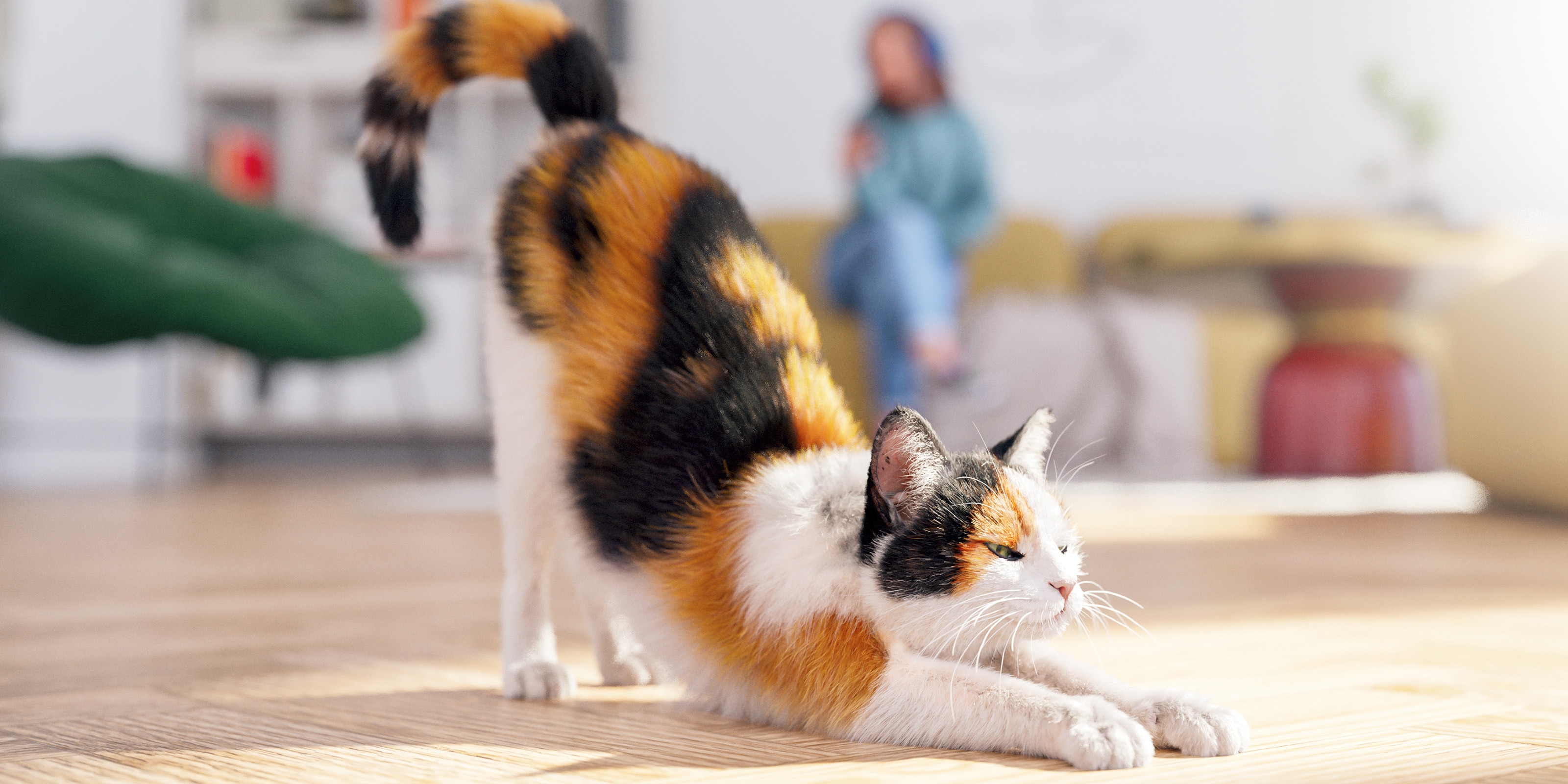 What is a Calico Cat? What a Prospective Owner Should Know | Petfinder