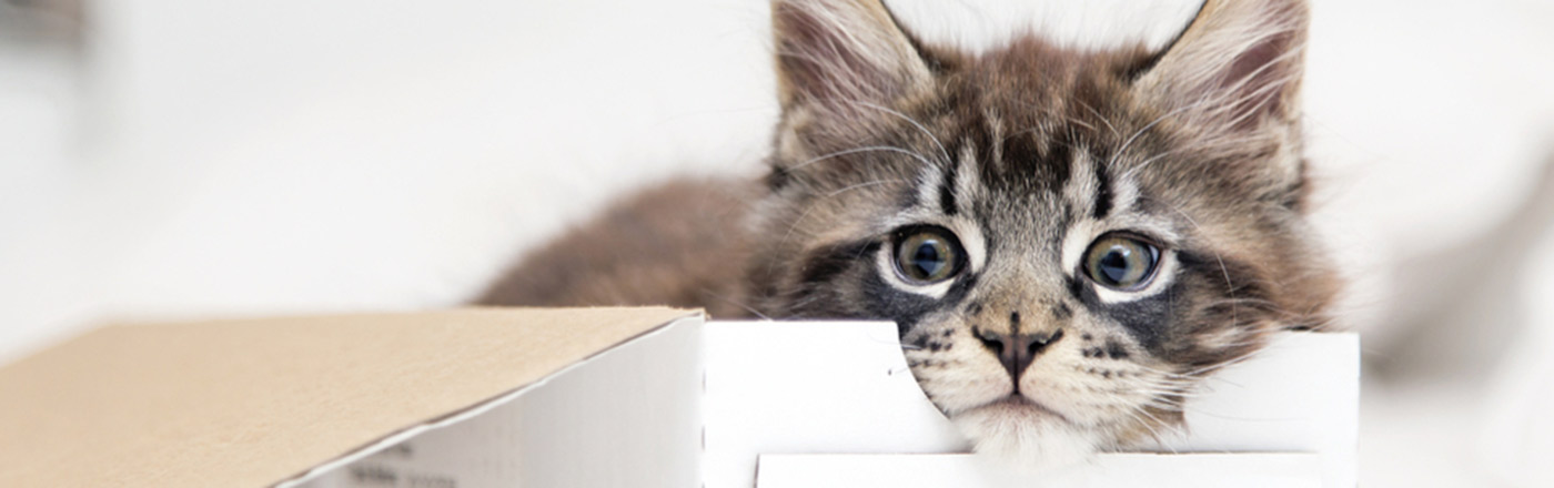 15 Of The Cutest Cat Breeds