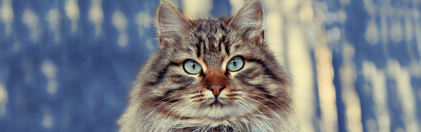 The 20 Most Popular Pedigreed Cat Breeds in America