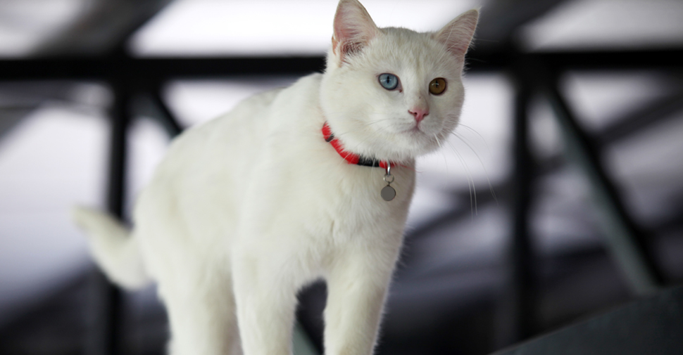 Indoor 2024 cat agility