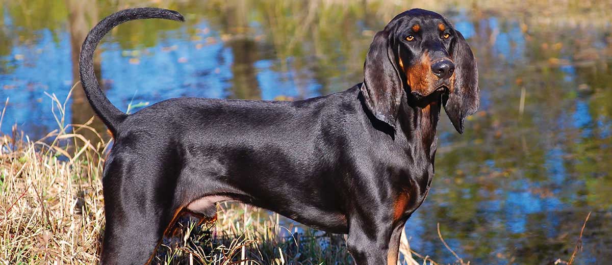 types of coonhounds