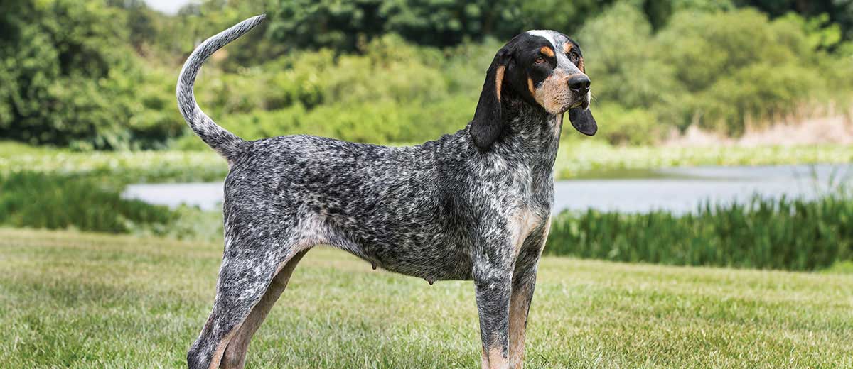 Bluetick Coonhound Card Large 