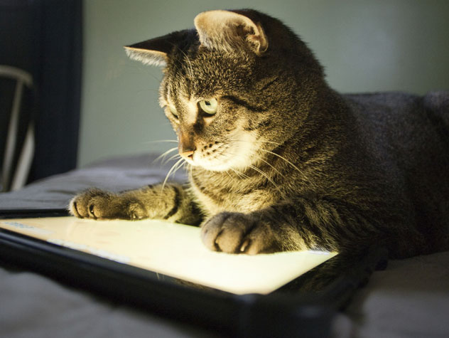 10 Must-Have Apps for Cats