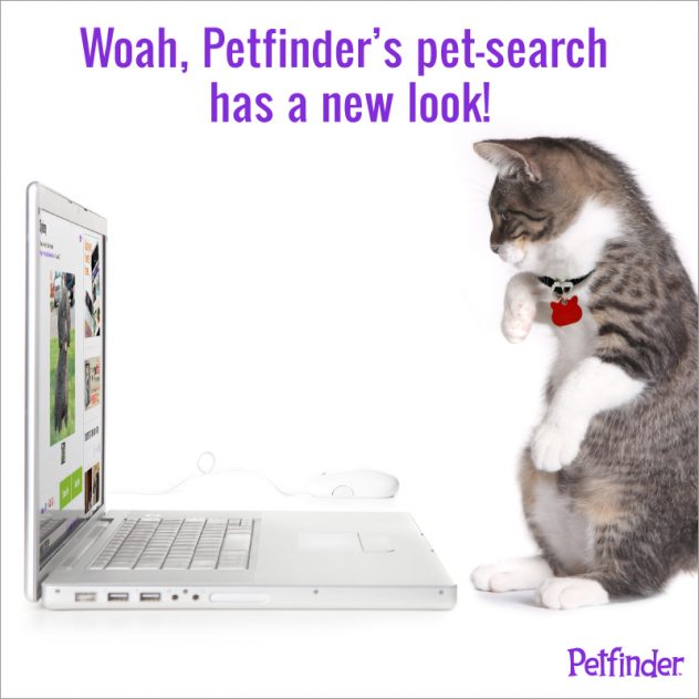 Petfinder cheap pet search