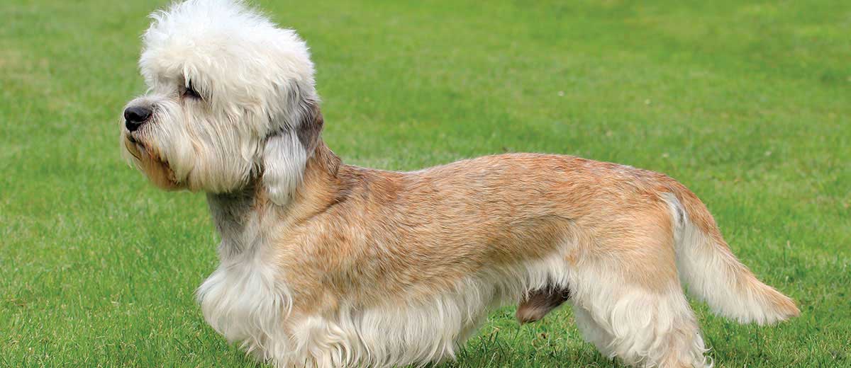 is the dandie a terrier