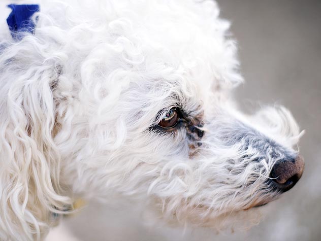 how to clean tear stains on poodles