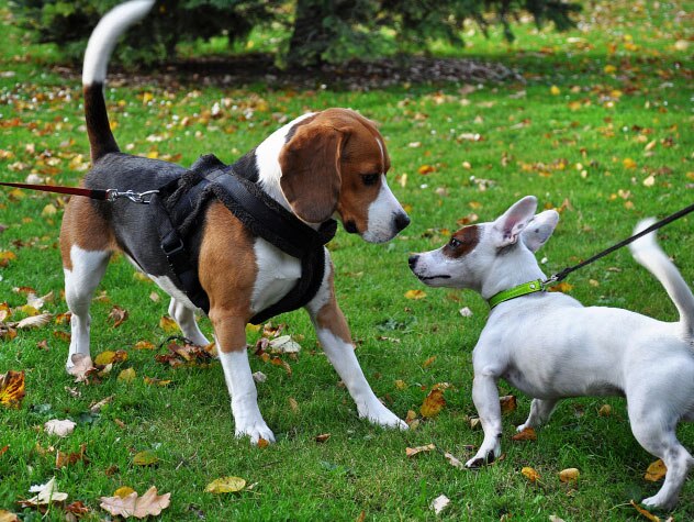 are serbian hounds good family pets