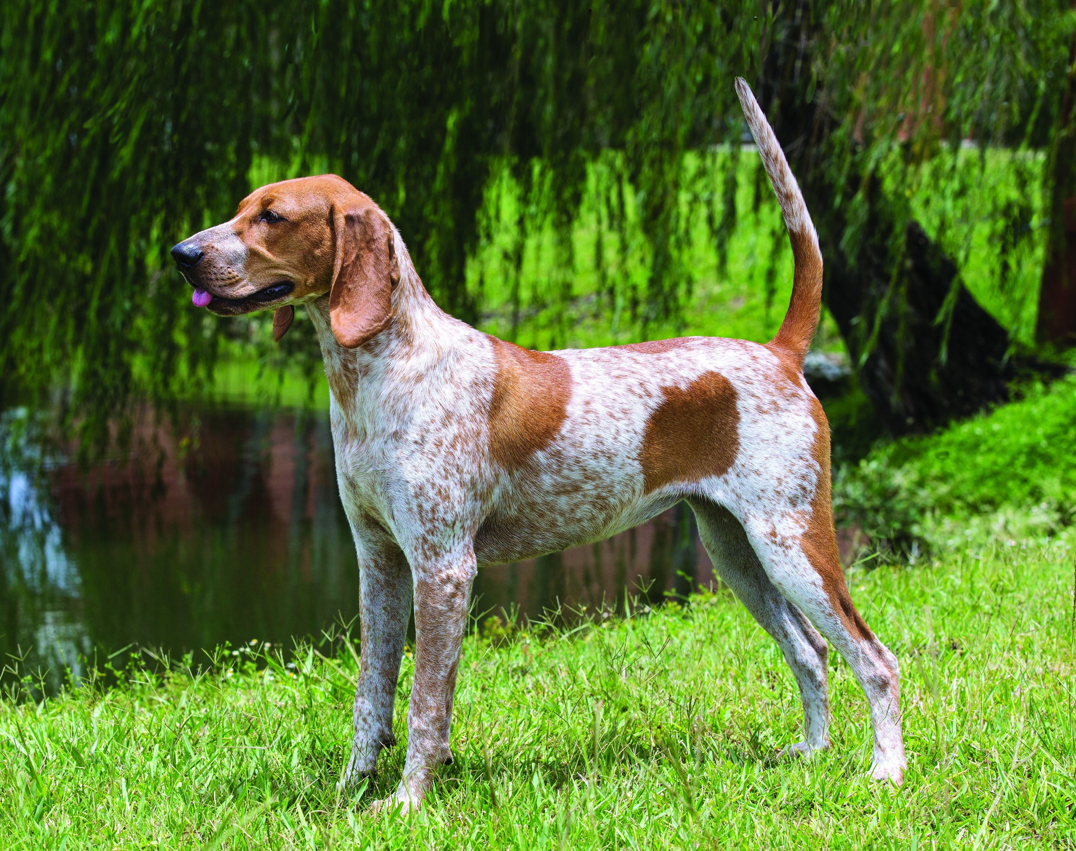 english redtick coonhound puppies