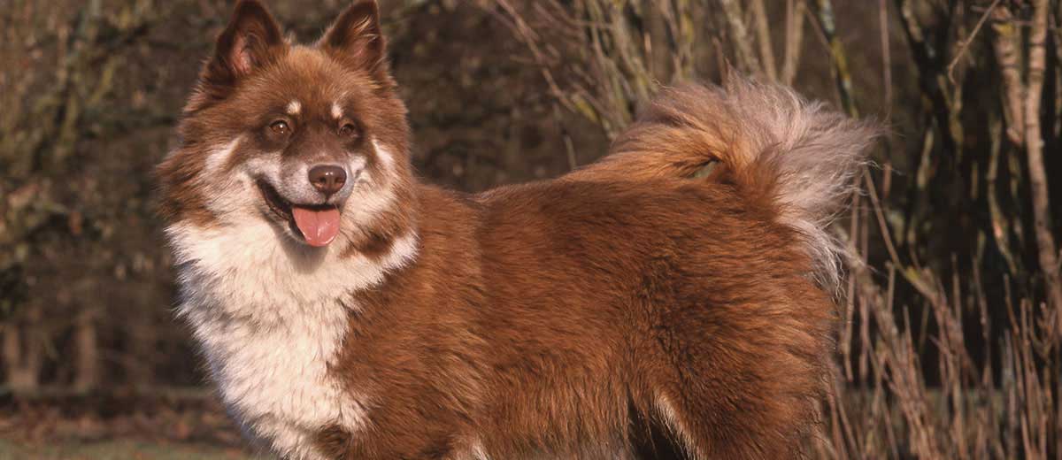 where are finnish lapphunds bred