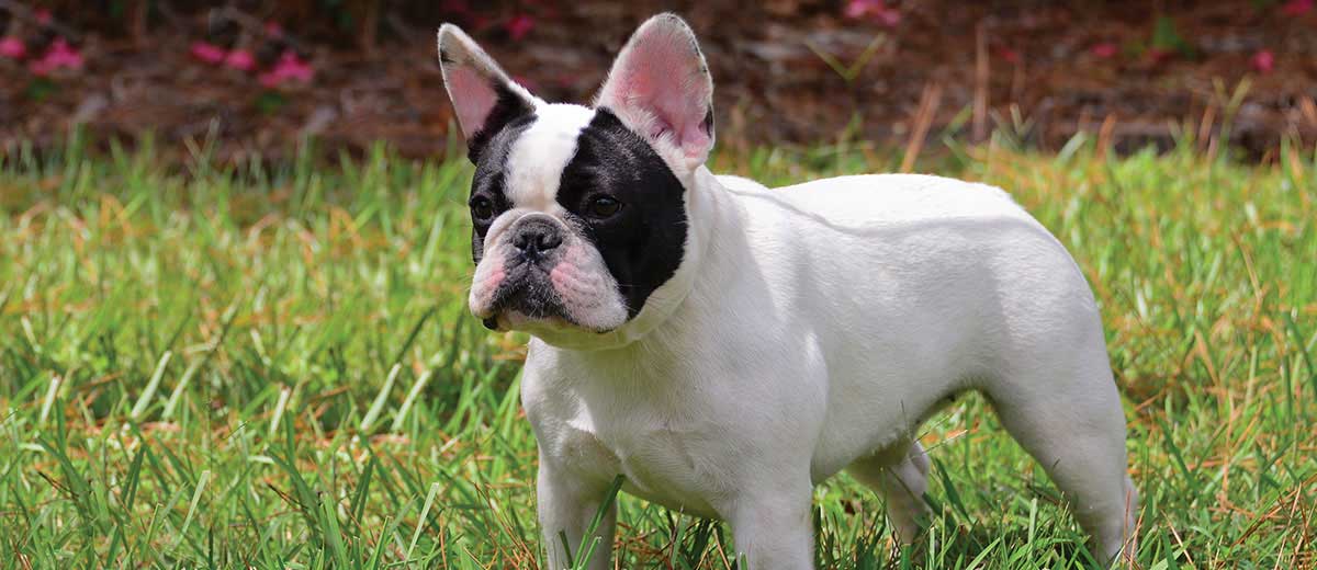 how big are french bulldog puppies