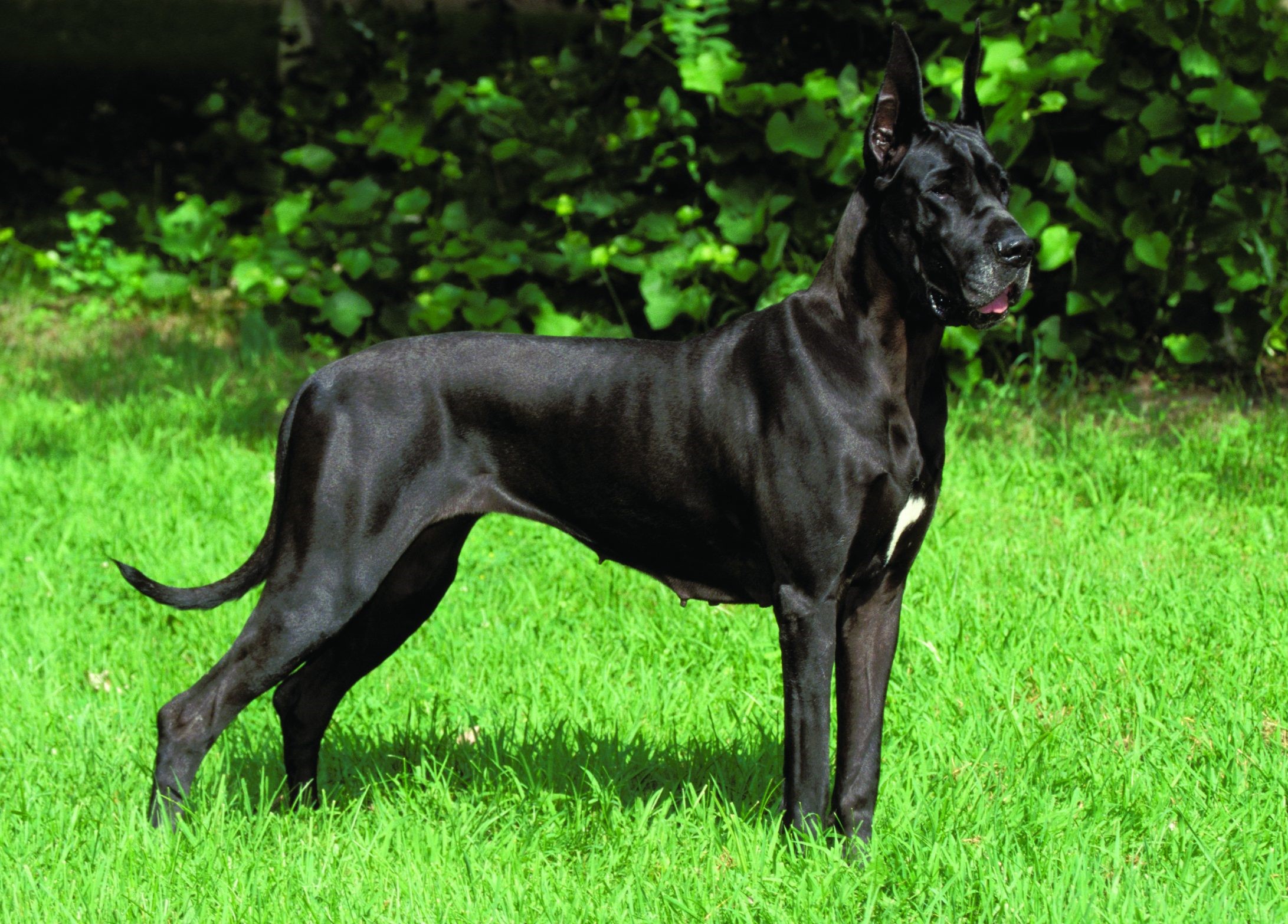 black great dane dog puppy