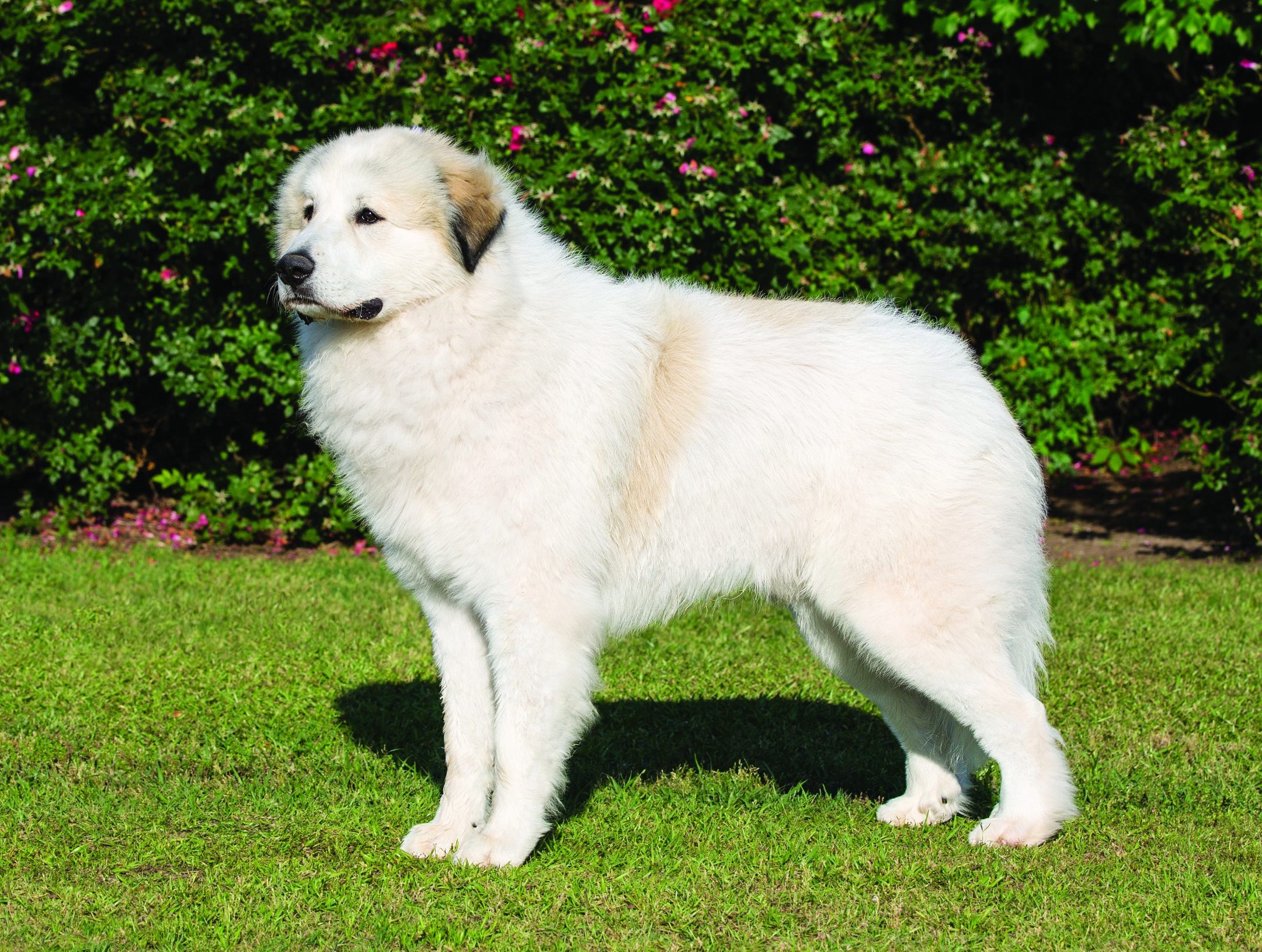 Great Pyrenees Dog & Puppy Breed and Adoption Info | Petfinder