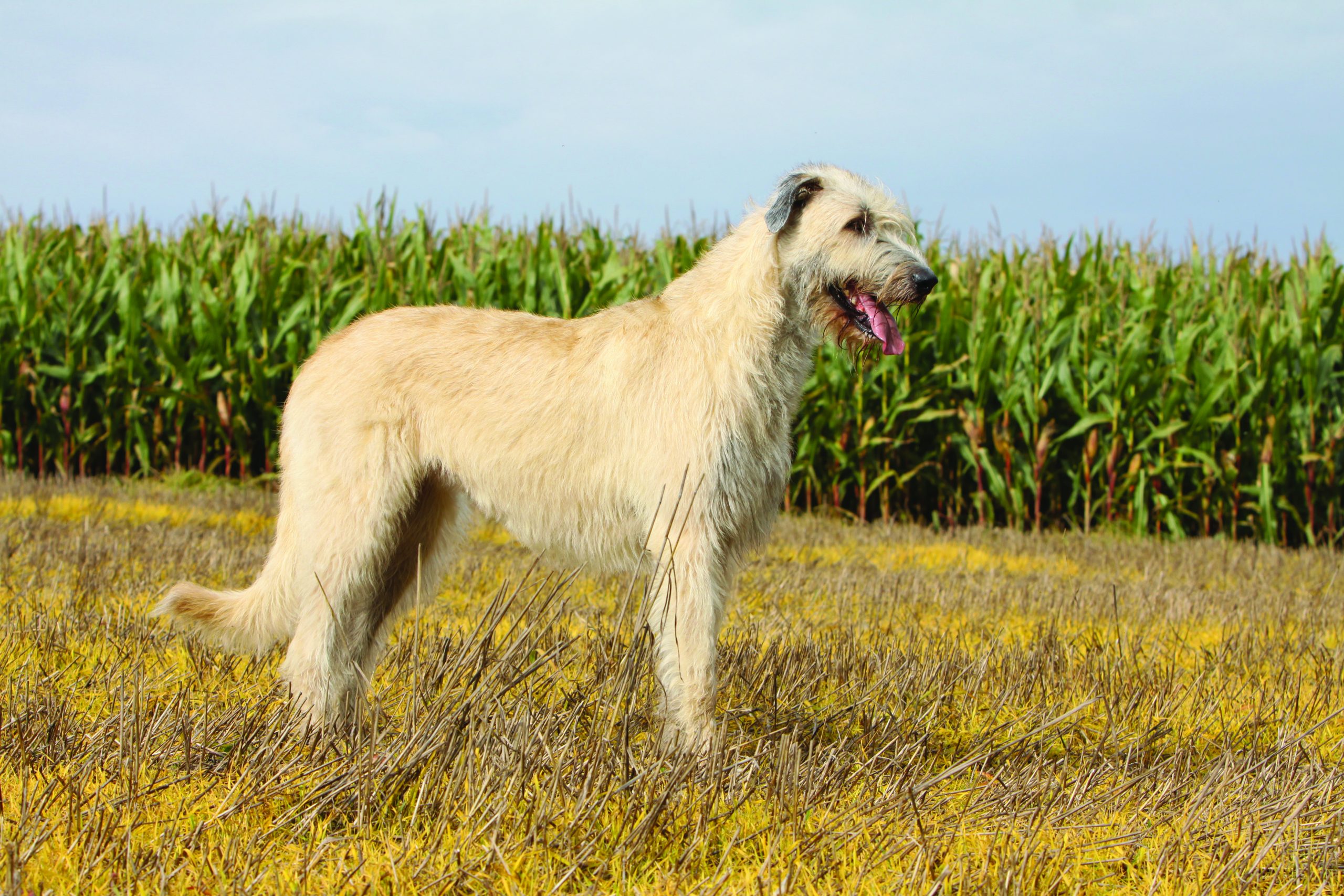 Irish Wolfhound Breed Characteristics Care Photos BeChewy Atelier 