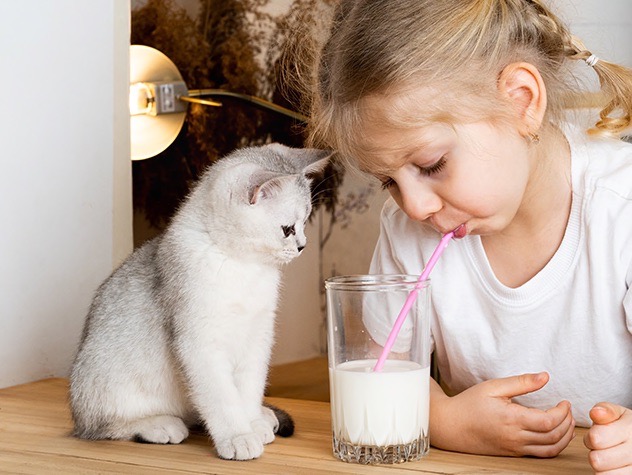 Is Milk Bad For Cats And Kittens Petfinder