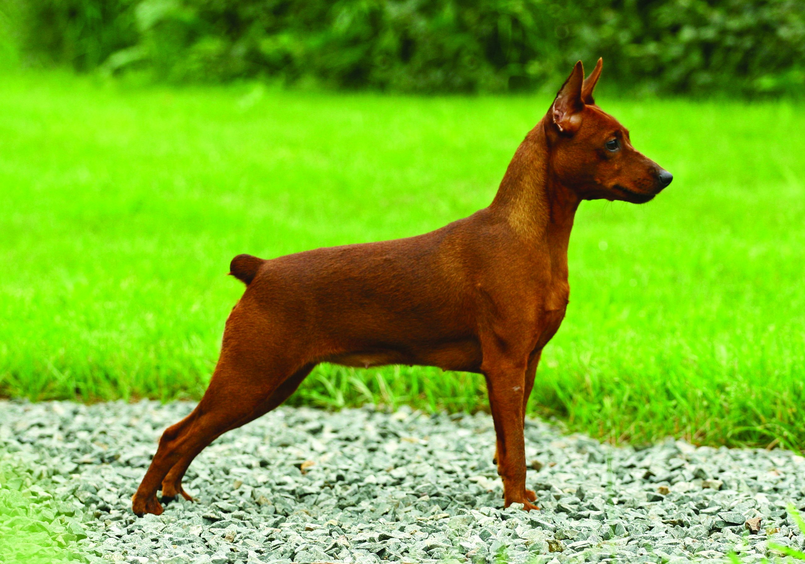 How Much Does It Cost To Buy A Doberman Puppy