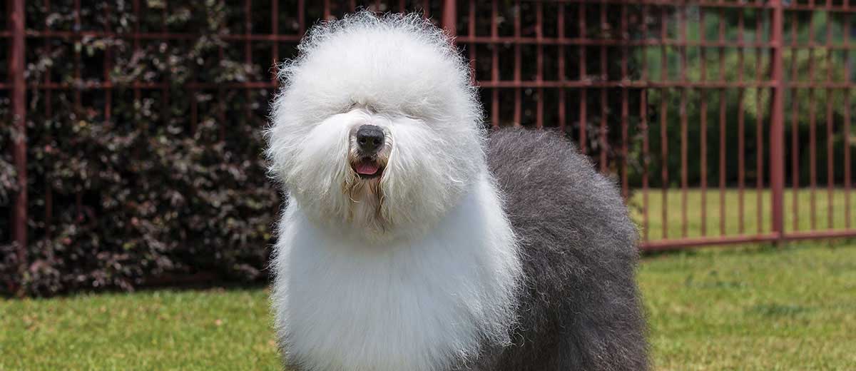 what kind of dog is a sheepdog