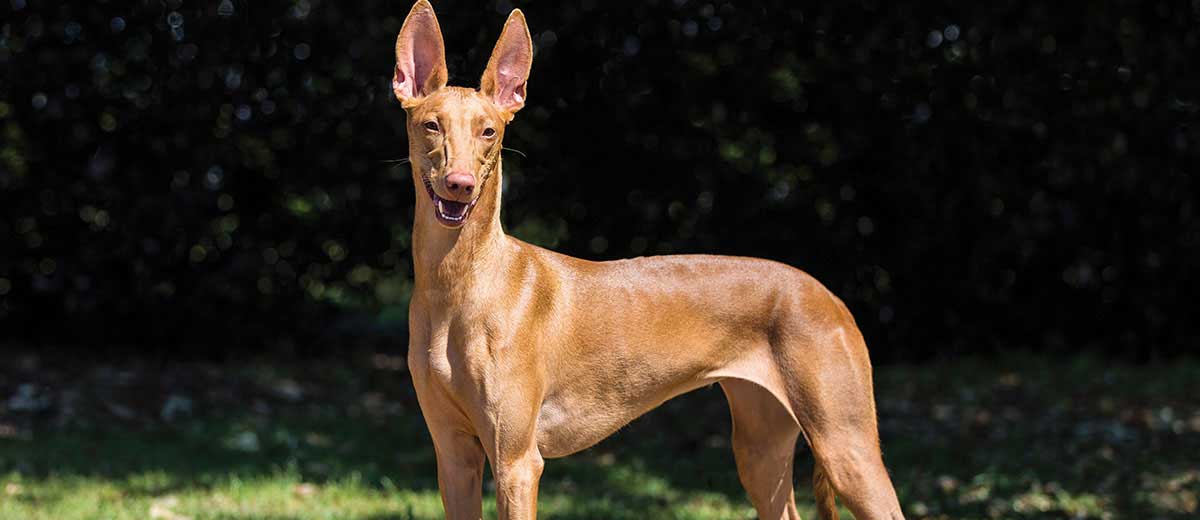 Pharaoh Hound Dog & Puppy Breed and Adoption Info