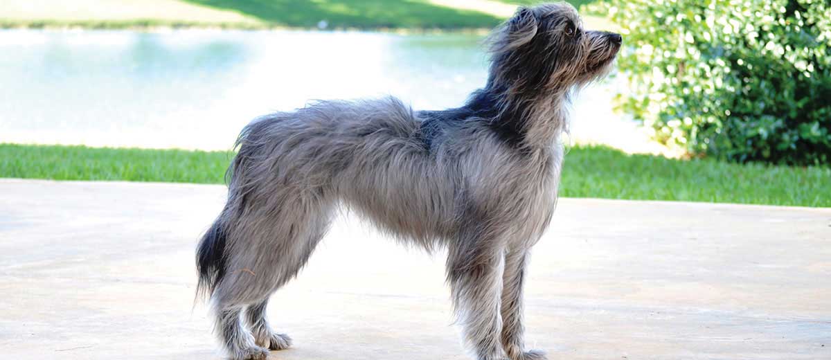 Pyrenean shepherd best sale smooth face