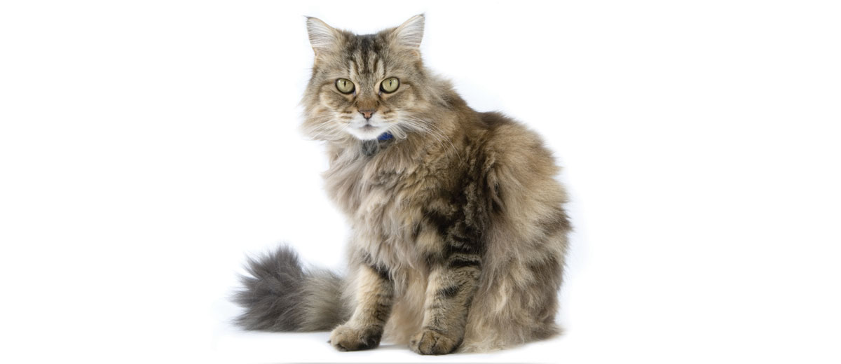 https://www.petfinder.com/sites/default/files/images/content/ragamuffin-card-large_0.jpg