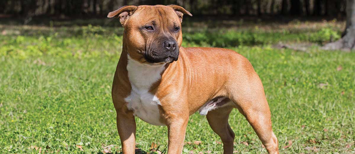 Difference between AmStaff and Staffordshire Bull Terrier