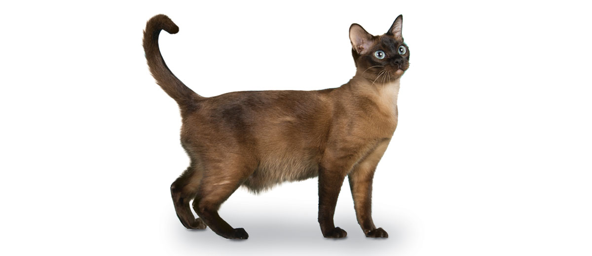 Tonkinese Cat & Kitten Breed and Adoption Info