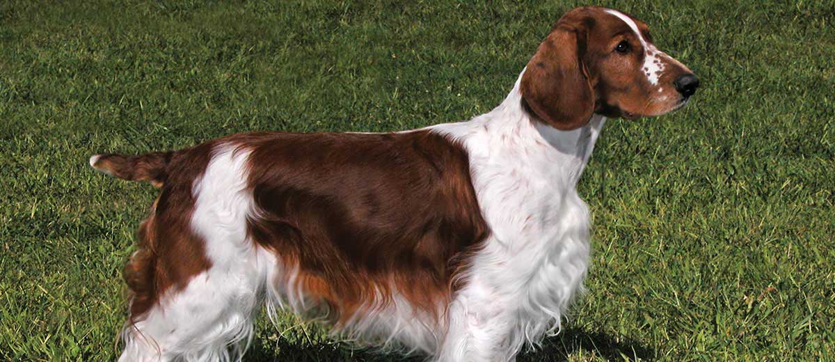 how much are welsh springer spaniel puppies