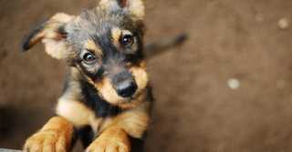 Best places to buy dogs near me hotsell