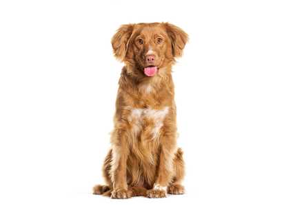 nova scotia duck tolling retreiver dog breed sitting with tongue out against a white background