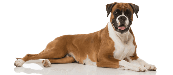Boxer Dog & Puppy Breed and Adoption Info
