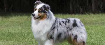 Australian Shepherd Dog & Puppy Breed and Adoption Info | Petfinder