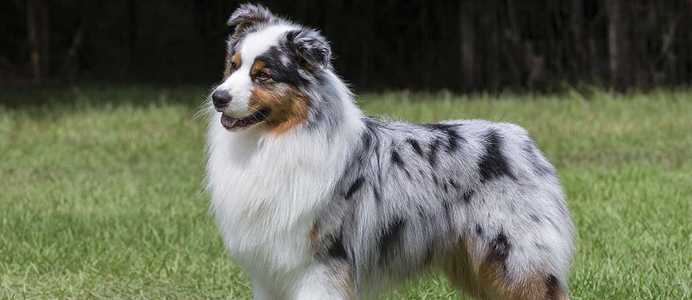 Training an Australian Shepherd to Use the Invisible Fence® Brand