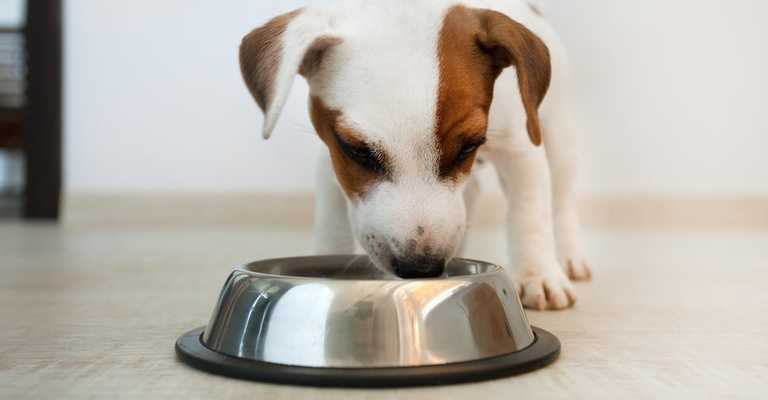 Feeding Dogs & Puppies | Petfinder