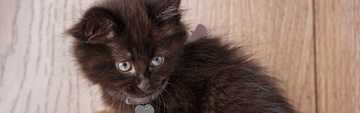 Black Cat & Kitten Breeds & Adoption Info | Petfinder