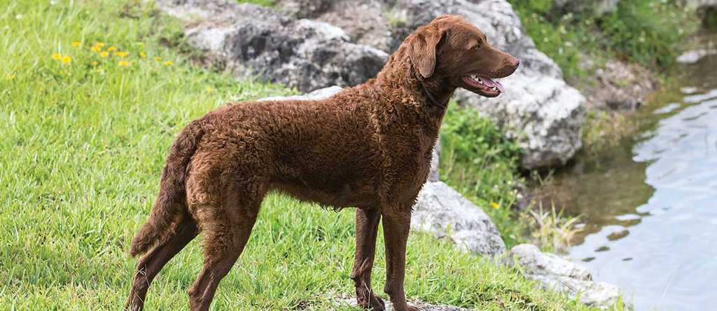 Chesapeake Bay Retriever Dog Puppy Breed Adoption Info Petfinder   Chesapeake Bay Retriever Card Large 