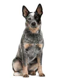 Australian Cattle dog breed sitting tall in front of a white background