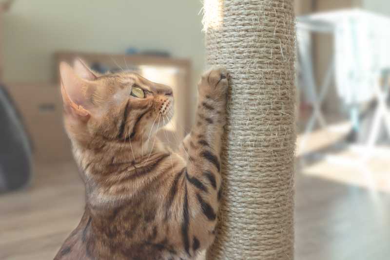 striped cat using cat scratching post