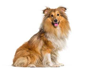 Shetland Sheepdog breed sitting sideway with head facing the camera and tongue out