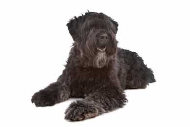 Side view of Bouvier des Flandres dog breed laying in front of a white background